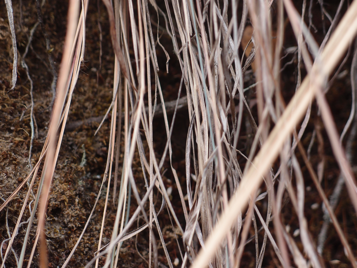 2018-01-16 12 Uhr - Im Shivapuri Nagarjun National Park (Nagi Gumba) (Foto) 